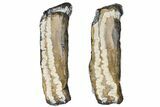 Mammoth Molar Slices With Case - South Carolina #99514-2